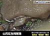 山药花生炖猪蹄的做法