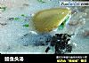 鲶鱼头汤的做法