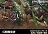 红烧青鱼块的做法