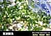 葱油鳊鱼的做法