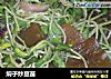 焖子炒豆苗的做法