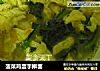 菠菜鸡蛋手擀面的做法