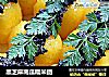 黑芝麻南瓜糯米团的做法