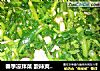 春季凉拌菜 酸辣爽口油菜伴黄豆的做法