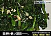 简单补铁小凉菜——蒜油泼菠菜的做法