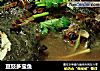 豆豉多宝鱼的做法