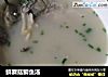 鲜蘑菇鲫鱼汤的做法