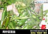 肉炒芸豆丝的做法