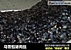 乌饭包猪肉丝的做法