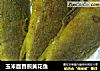 玉米面香煎黄花鱼的做法