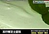冻柠檬芝士蛋糕的做法