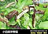 小白菜炒香菇的做法