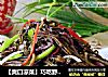 【爽口凉菜】巧吃野菜---凉拌蕨菜的做法