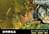 鲜香鲫鱼汤的做法