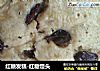 红糖发糕-红糖馒头的做法