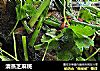 清蒸芝麻斑的做法