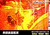 养颜美容靓茶的做法