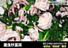 墨鱼炒韭菜的做法