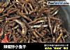 辣椒炒小鱼干的做法