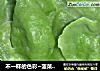 不一样的色彩~菠菜面韭菜鸡蛋馅水饺的做法