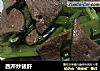 西芹炒猪肝的做法