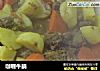 咖喱牛腩的做法