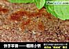 快手早餐——粗粮小饼的做法