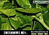 【春天的故事】蜜汁穿心莲的做法