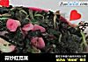 蒜炒红苋菜的做法