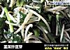 韭菜炒豆芽的做法
