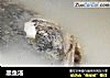 黑鱼汤的做法