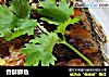 香酥鲫鱼的做法