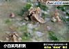 小白菜鸡肝粥的做法