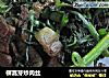 柳蒿芽炒肉丝的做法