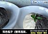 双色包子（猪肉泡菜笋干馅儿）的做法
