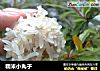 糯米小丸子的做法