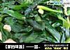 【家的味道】——韭菜肉丝的做法