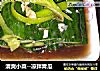 清爽小菜--凉拌青瓜的做法