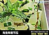 海鱼焖老节瓜的做法
