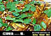 红烧梭鱼 …… 雅子家的美味儿的做法