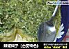 辣椒焖子（台安特色）的做法