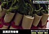 豆腐皮香椿卷的做法