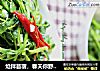 炝拌苜蓿，春天你野菜了没？的做法