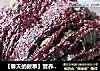 【春天的故事】营养早餐之——黑米葱油卷的做法