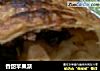 香甜苹果派的做法