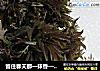 留住春天那一抹香——香椿保存法的做法