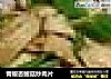 青椒杏鲍菇炒肉片的做法