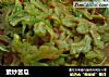 素炒苦瓜的做法