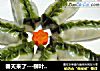 春天来了---柳叶蒸饺的做法