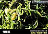 香椿豆的做法